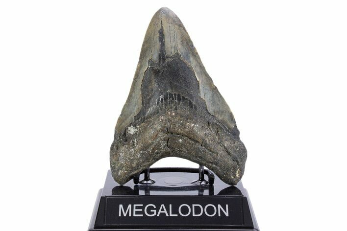 Bargain, Fossil Megalodon Tooth - North Carolina #345670